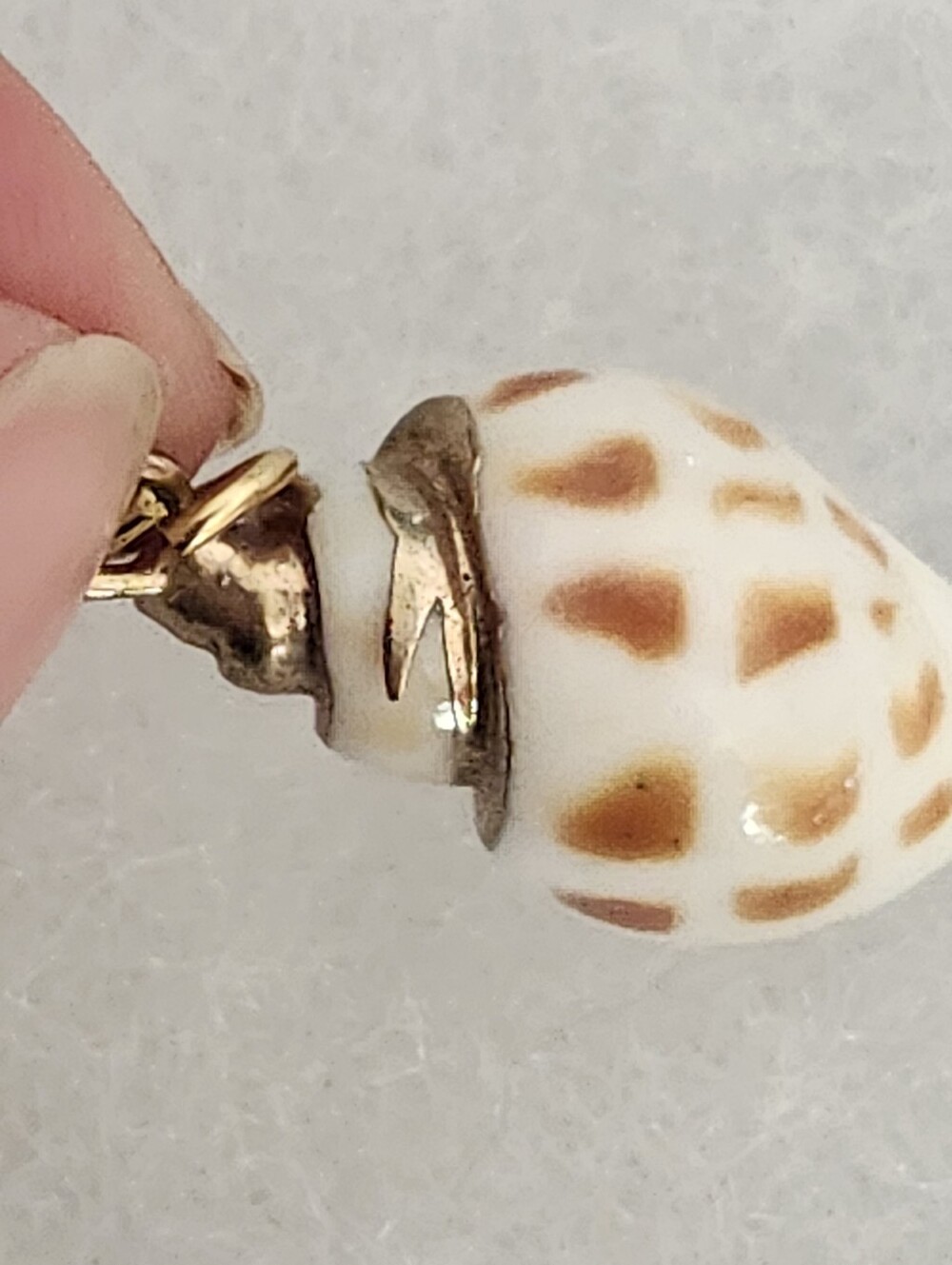 Seashell Pendant Brown & White With Gold Tone Trim & Bail - Picture 9 of 11